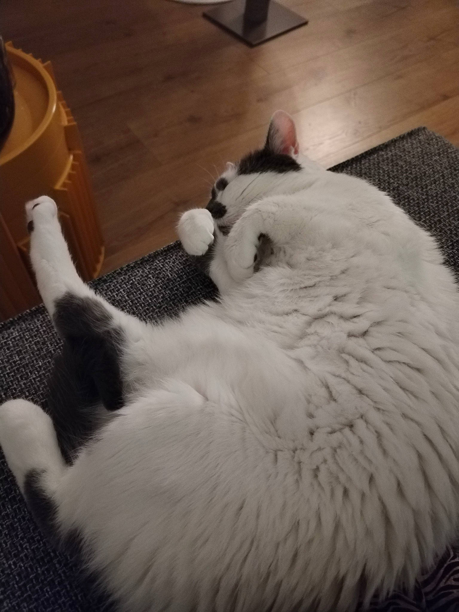 Flume a rejoint le concours — aidez-le/la à gagner de superbes lots ! canidae, carnivore, cat, claw, comfort, companion_dog, dog_breed, domestic_short_haired_cat, fang, felidae, flooring, fur, hardwood, paw, small_to_medium_sized_cats, snout, tail, terrestrial_animal, whiskers, wood