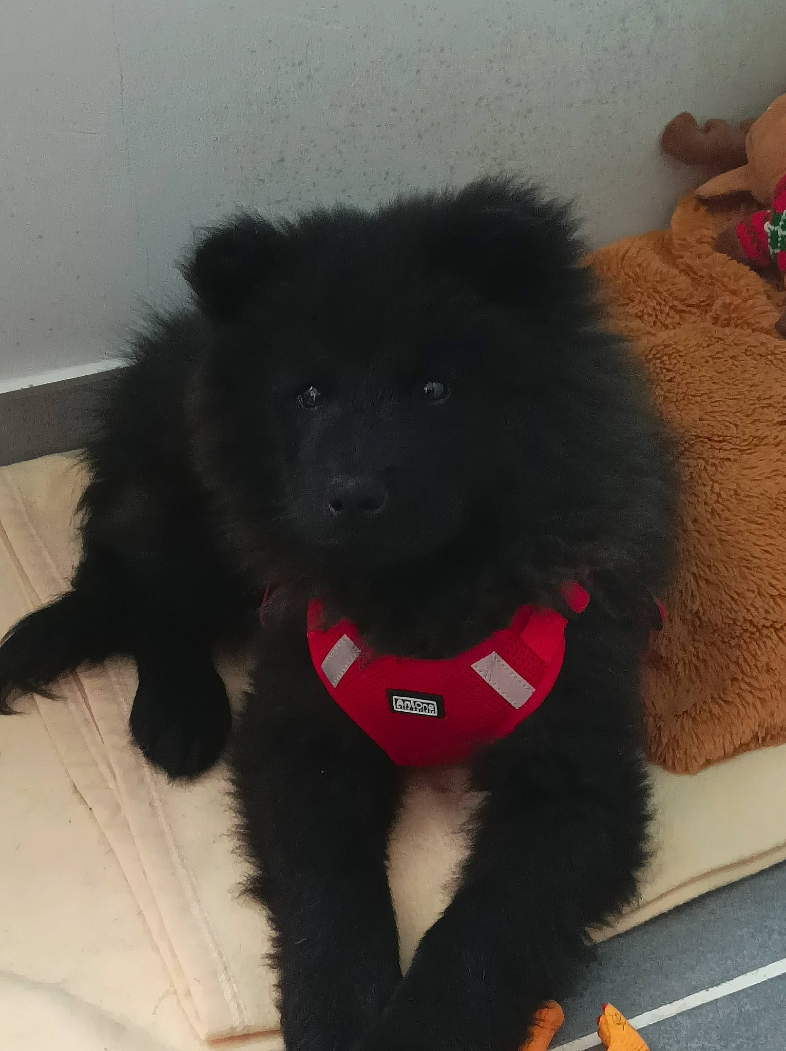 UrkÄne a rejoint le concours — aidez-le/la à gagner de superbes lots ! canidae, carnivore, companion_dog, dog, dog_breed, fur, liver, non_sporting_group, snout, sporting_group, tail, terrestrial_animal, toy_dog, working_animal, working_dog