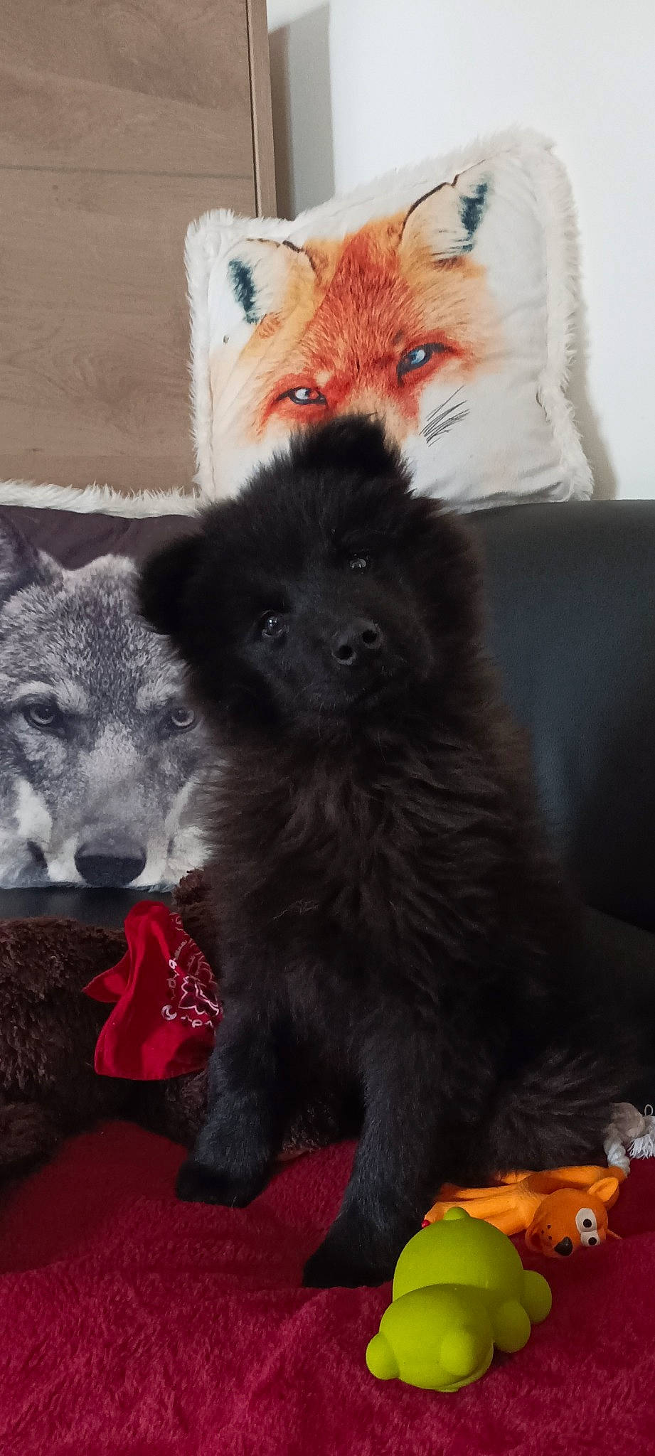 UrkÄne a rejoint le concours — aidez-le/la à gagner de superbes lots ! canidae, carnivore, comfort, companion_dog, couch, dog, dog_breed, fawn, fox, fur, german_spitz_mittel, liver, sleeper_chair, snout, spitz, sporting_group, tail, terrestrial_animal, whiskers, working_animal