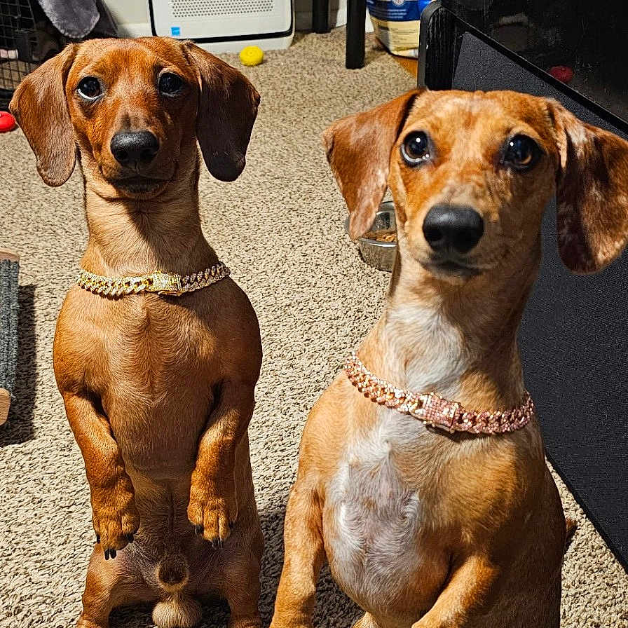 Rocky And Roxy