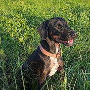 Obelix participe au concours pour gagner de l'argent avec cette photo : animal, black_dog, blue_sky, brown_dog, canine, collar, daytime, dog, field, grass, greenery, happy, landscape, nature, outdoor, pet, sitting, smiling, summer, sunlight