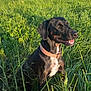 animal, black_dog, blue_sky, brown_dog, canine, collar, daytime, dog, field, grass, greenery, happy, landscape, nature, outdoor, pet, sitting, smiling, summer, sunlight