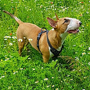 You participe au concours pour gagner de l'argent avec cette photo : dog, bull_terrier, harness, grass, wildflowers, daisies, greenery, outdoor, nature, pet, animal, canine, summer, meadow, alert, happy, curious, field, flora, sunlight