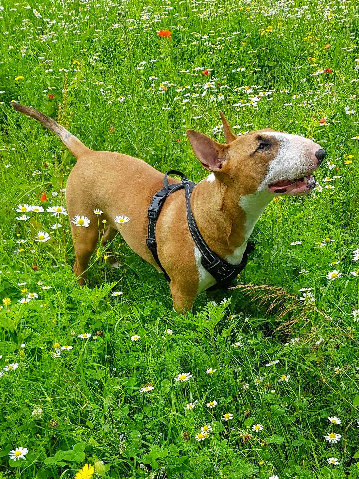 You participe au concours pour gagner de l'argent avec cette photo : dog, bull_terrier, harness, grass, wildflowers, daisies, greenery, outdoor, nature, pet, animal, canine, summer, meadow, alert, happy, curious, field, flora, sunlight