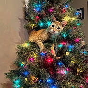 Blaze is registered to the contest to win money with this photo: cat, christmas_tree, holiday_lights, orange_tabby, indoor, decorations, festive, pet, animal, tree_branch, colorful_lights, curious, feline, christmas, greenery, ornaments, cute, cozy, home, celebration