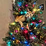 cat, christmas_tree, holiday_lights, orange_tabby, indoor, decorations, festive, pet, animal, tree_branch, colorful_lights, curious, feline, christmas, greenery, ornaments, cute, cozy, home, celebration