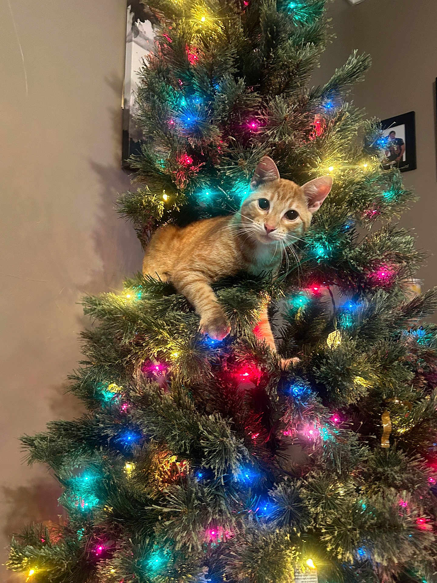 Blaze is registered to the contest to win money with this photo: cat, christmas_tree, holiday_lights, orange_tabby, indoor, decorations, festive, pet, animal, tree_branch, colorful_lights, curious, feline, christmas, greenery, ornaments, cute, cozy, home, celebration