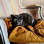 animal, armchair, blanket, cat, comfort, cozy, cute, domestic_animal, feline, furniture, gray_cat, green_eyes, home_interior, indoor, pet, portrait, relaxed, resting, soft_texture, striped_fabric