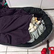 Taho participe au concours pour gagner de l'argent avec cette photo : dog, blanket, bed, tile_floor, toy, red_toy, indoor, pet, resting, snug, cozy, black_and_white_dog, brown_markings, fur, paw, cute, animal, domestic_animal, floor, comfort
