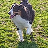 Taho participe au concours pour gagner de l'argent avec cette photo : dog, grass, outdoor, sunlight, happy, running, pet, canine, animal, nature, playful, tongue_out, black_and_white, fur, tail, daylight, mammal, active, field, walking