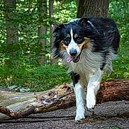 Taho participe au concours pour gagner de l'argent avec cette photo : dog, animal, forest, tree, branch, outdoor, nature, greenery, canine, jumping, happy, playful, fur, tongue, running, woods, daylight, leaves, ground, adventure