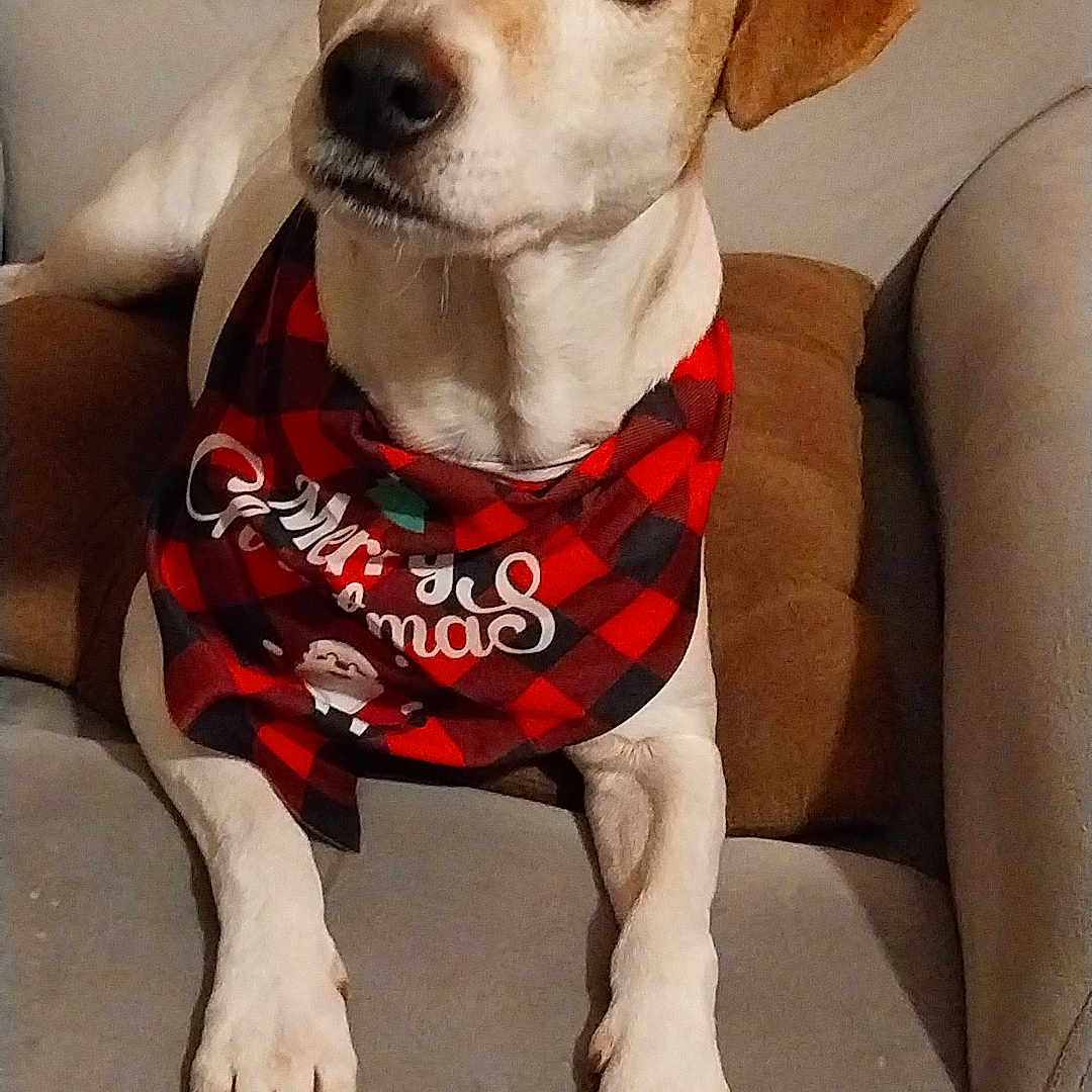 Janelle a rejoint le concours — aidez-le/la à gagner de superbes lots ! animal, bandana, black, canine, checkered, christmas, companion, couch, cute, dog, ears, eyes, face, furniture, holiday, indoors, paws, pet, red, relaxed