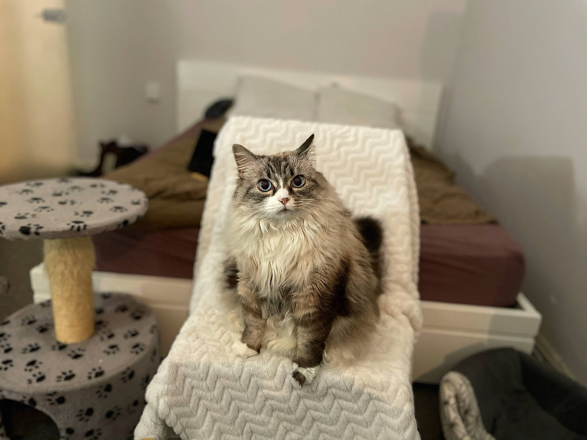 Hawaï participe au concours pour gagner de l'argent avec cette photo : carnivore, cat, chair, comfort, couch, domestic_short_haired_cat, drawer, felidae, furniture, grey, hardwood, house, living_room, plant, small_to_medium_sized_cats, table, tree, whiskers, window, wood