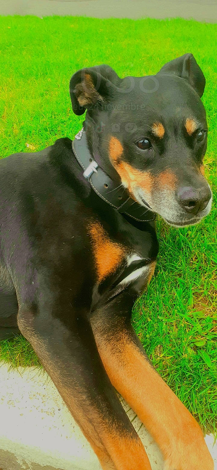 Asoka a rejoint le concours — aidez-le/la à gagner de superbes lots ! carnivore, collar, companion_dog, dog, dog_breed, dog_collar, fawn, grass, plant, snout, terrestrial_animal, whiskers, working_animal, working_dog