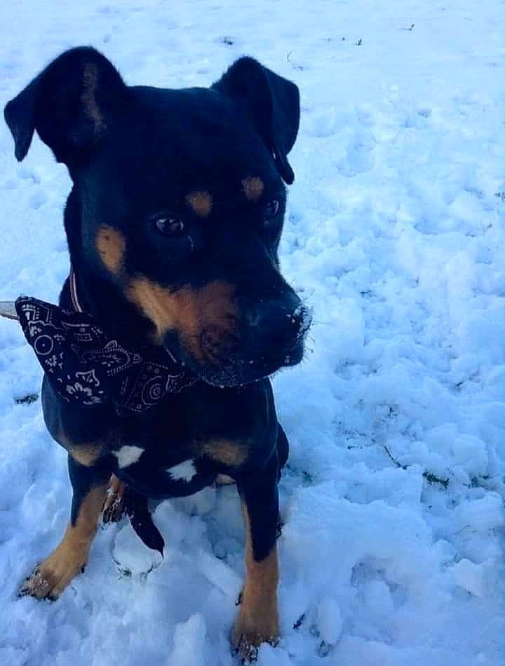 Asoka a rejoint le concours — aidez-le/la à gagner de superbes lots ! canidae, carnivore, collar, companion_dog, dog, dog_breed, dog_supply, electric_blue, fawn, freezing, guard_dog, hunting_dog, mammal, snout, snow, sporting_group, toy_dog, winter, working_animal, working_dog