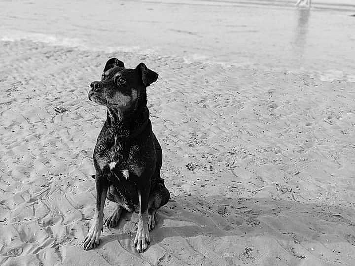 Asoka a rejoint le concours — aidez-le/la à gagner de superbes lots ! art, beach, canidae, carnivore, dog, dog_breed, dog_supply, guard_dog, hunting_dog, monochrome, monochrome_photography, ocean, sand, shadow, sporting_group, tail, terrestrial_animal, working_animal, working_dog