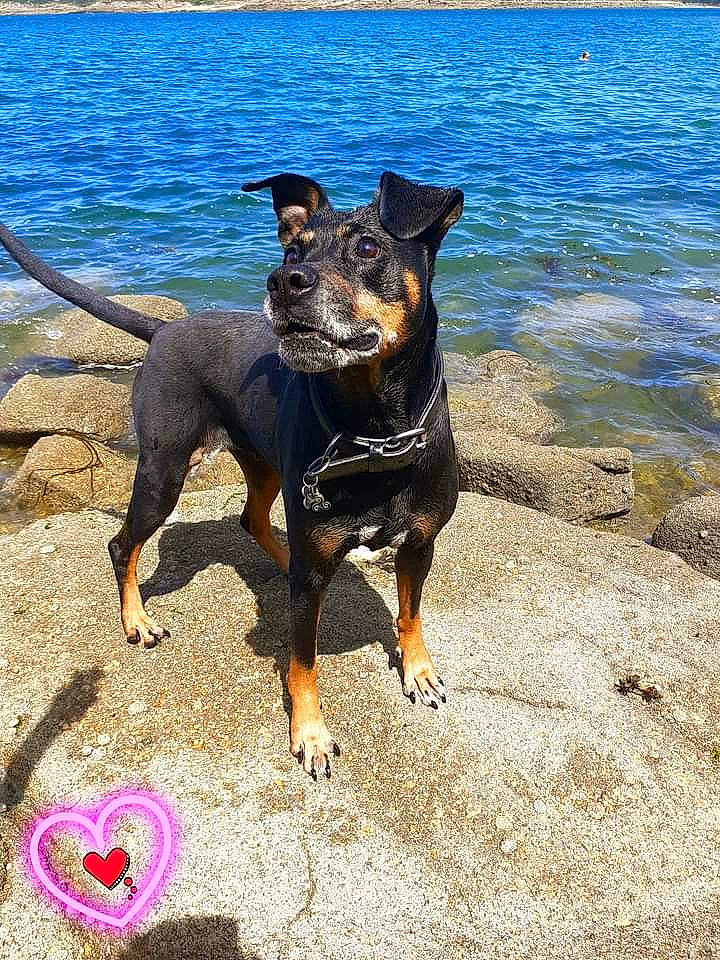 Asoka a rejoint le concours — aidez-le/la à gagner de superbes lots ! beach, body_of_water, canidae, carnivore, collar, companion_dog, dog, dog_breed, fashion_accessory, guard_dog, lake, ocean, pet_supply, pinscher, prazsky_krysarik, shadow, sporting_group, water, working_animal, working_dog