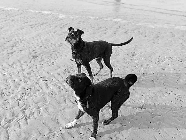 Nouchka participe au concours pour gagner de l'argent avec cette photo : beach, canidae, carnivore, companion_dog, dog, dog_breed, fawn, guard_dog, hunting_dog, monochrome, monochrome_photography, sand, shadow, snout, sporting_group, street_dog, tail, terrestrial_animal, working_animal, working_dog