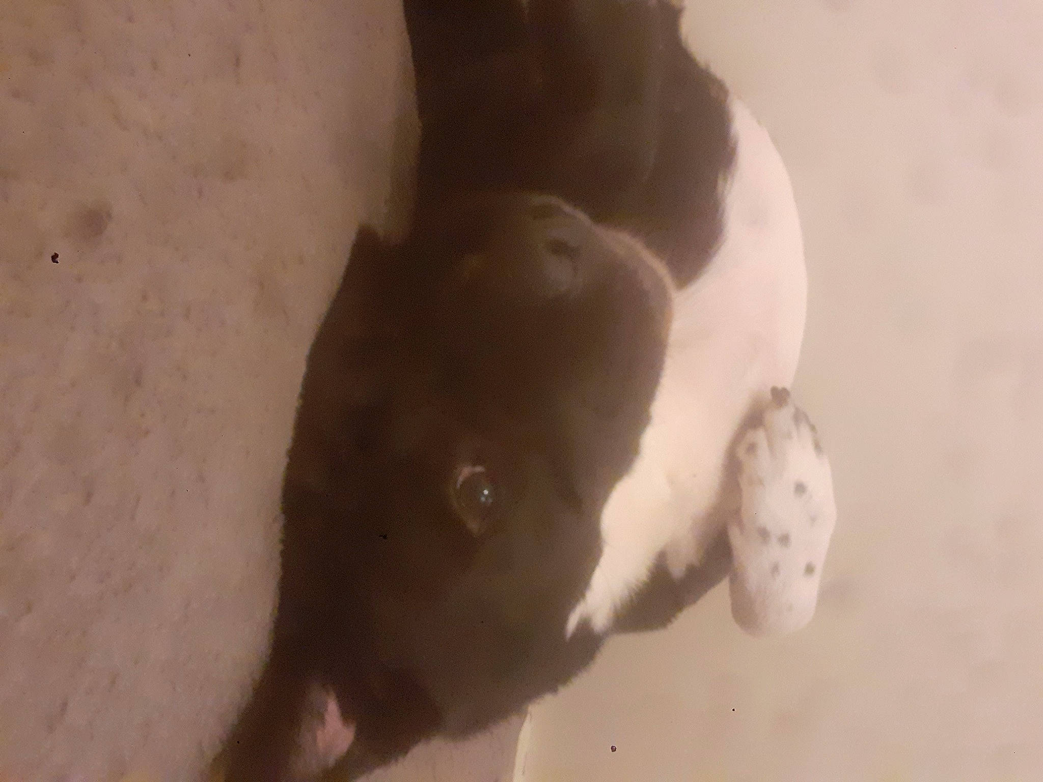 Nouchka participe au concours pour gagner de l'argent avec cette photo : canidae, carnivore, companion_dog, dog, dog_breed, fur, non_sporting_group, paw, snout, sporting_group, tail, terrestrial_animal, working_animal