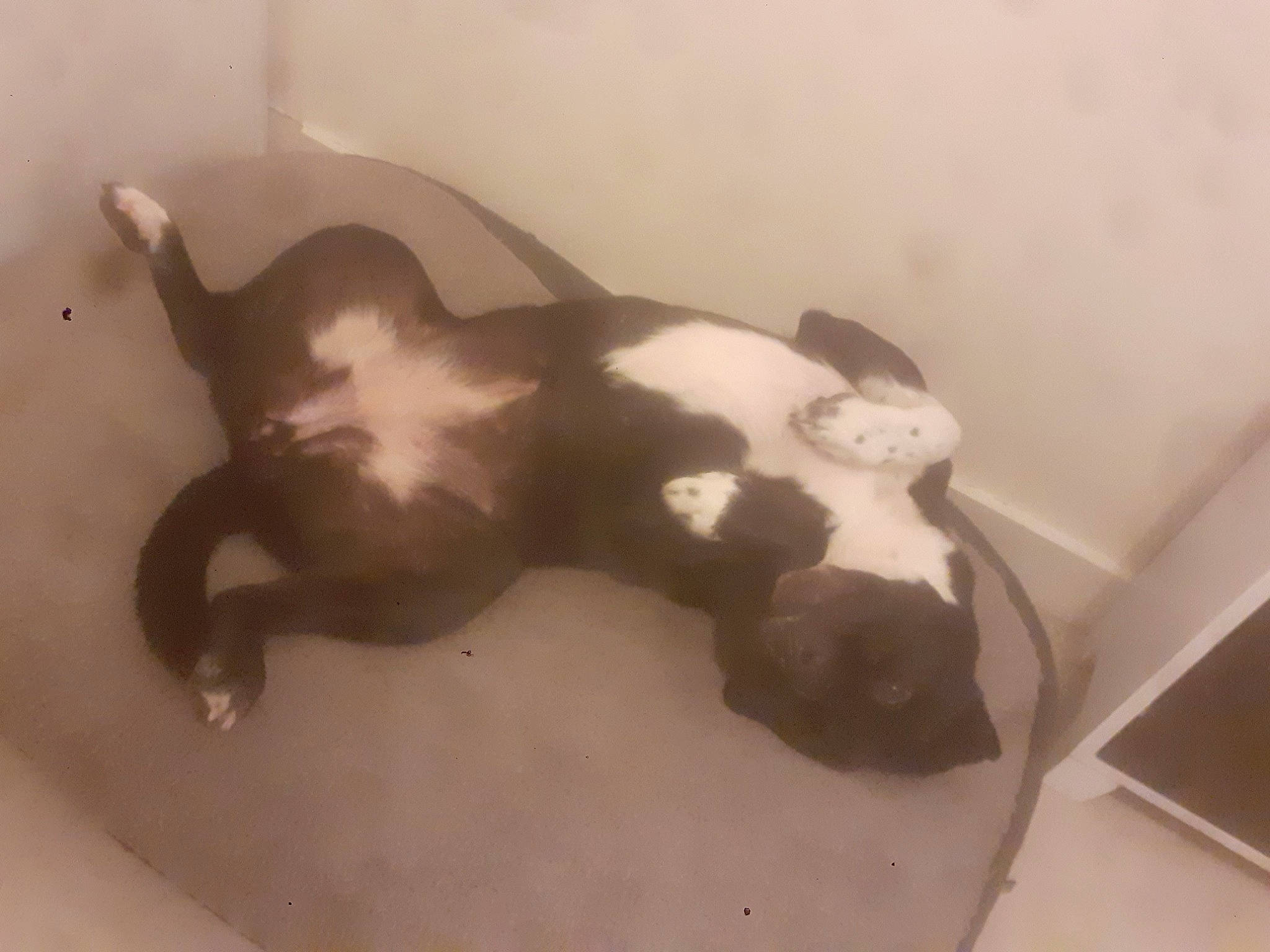 Nouchka a rejoint le concours — aidez-le/la à gagner de superbes lots ! boston_terrier, canidae, carnivore, comfort, companion_dog, dog, dog_breed, ear, fawn, felidae, hardwood, non_sporting_group, paw, small_to_medium_sized_cats, snout, sporting_group, tail, terrestrial_animal, whiskers, working_animal