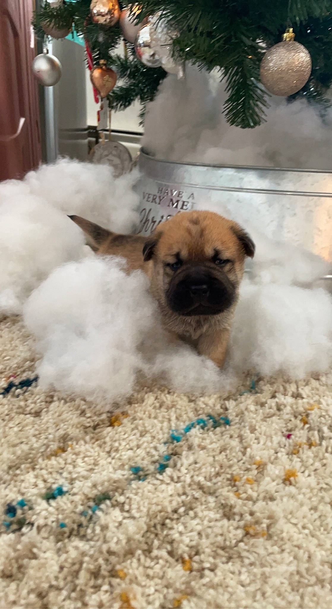 Jude joined the competition — help win amazing prizes! ancient_dog_breeds, canidae, carnivore, companion_dog, conifer, dog, dog_breed, fawn, fur, non_sporting_group, pet_supply, pug, puppy, snout, sporting_group, toy_dog, tree, working_animal, wrinkle