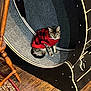 cat, cat_wheel, chair_leg, cozy, fabric, furniture, home, indoor, looking_at_camera, paws, pet, portrait, red_sweater, rug, sitting, striped_fur, sweater, tabby_cat, whiskers, wooden_floor