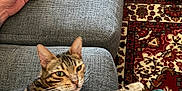 Juliet is registered to the contest to win money with this photo: bengal_cat, carpet, cat, couch, cozy, furniture, hand, indoor, living_room, looking_at_camera, pattern, paw, person_hand, plaid_blanket, rug, seat, sofa, tabby, upholstery, whiskers