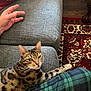 bengal_cat, carpet, cat, couch, cozy, furniture, hand, indoor, living_room, looking_at_camera, pattern, paw, person_hand, plaid_blanket, rug, seat, sofa, tabby, upholstery, whiskers