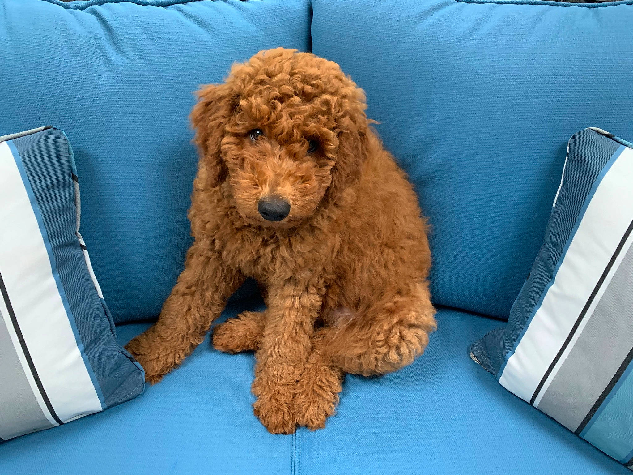 Bruno is registered to the contest to win money with this photo: canidae, carnivore, companion_dog, dog, dog_breed, goldendoodle, labradoodle, mammal, miniature_poodle, non_sporting_group, poodle, poodle_crossbreed, puppy, spanish_water_dog, sporting_group, standard_poodle, toy_dog, toy_poodle, vertebrate, water_dog