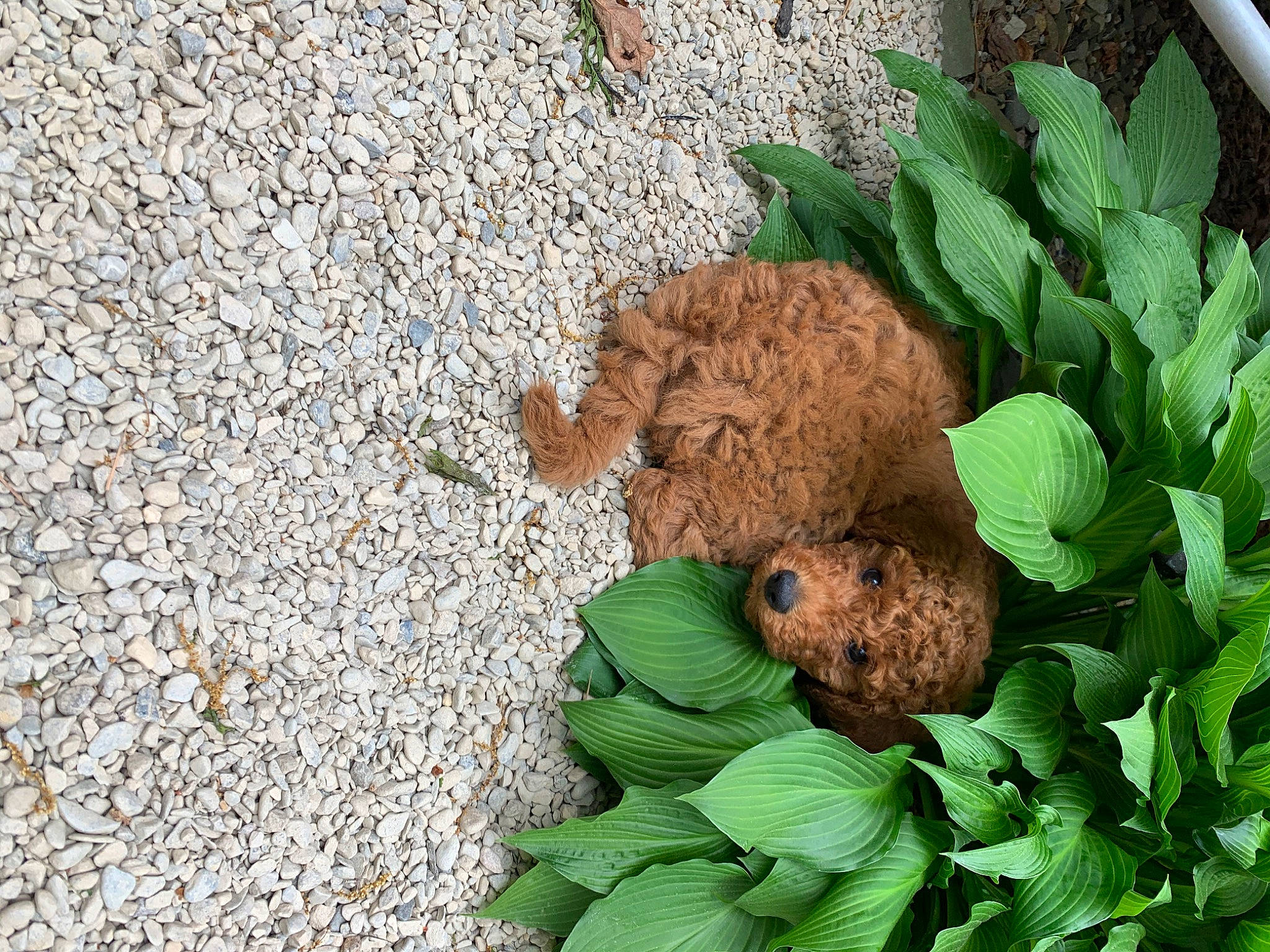 Bruno is registered to the contest to win money with this photo: canidae, fawn, grass, leaf, organism, plant, puppy, soil, teddy_bear
