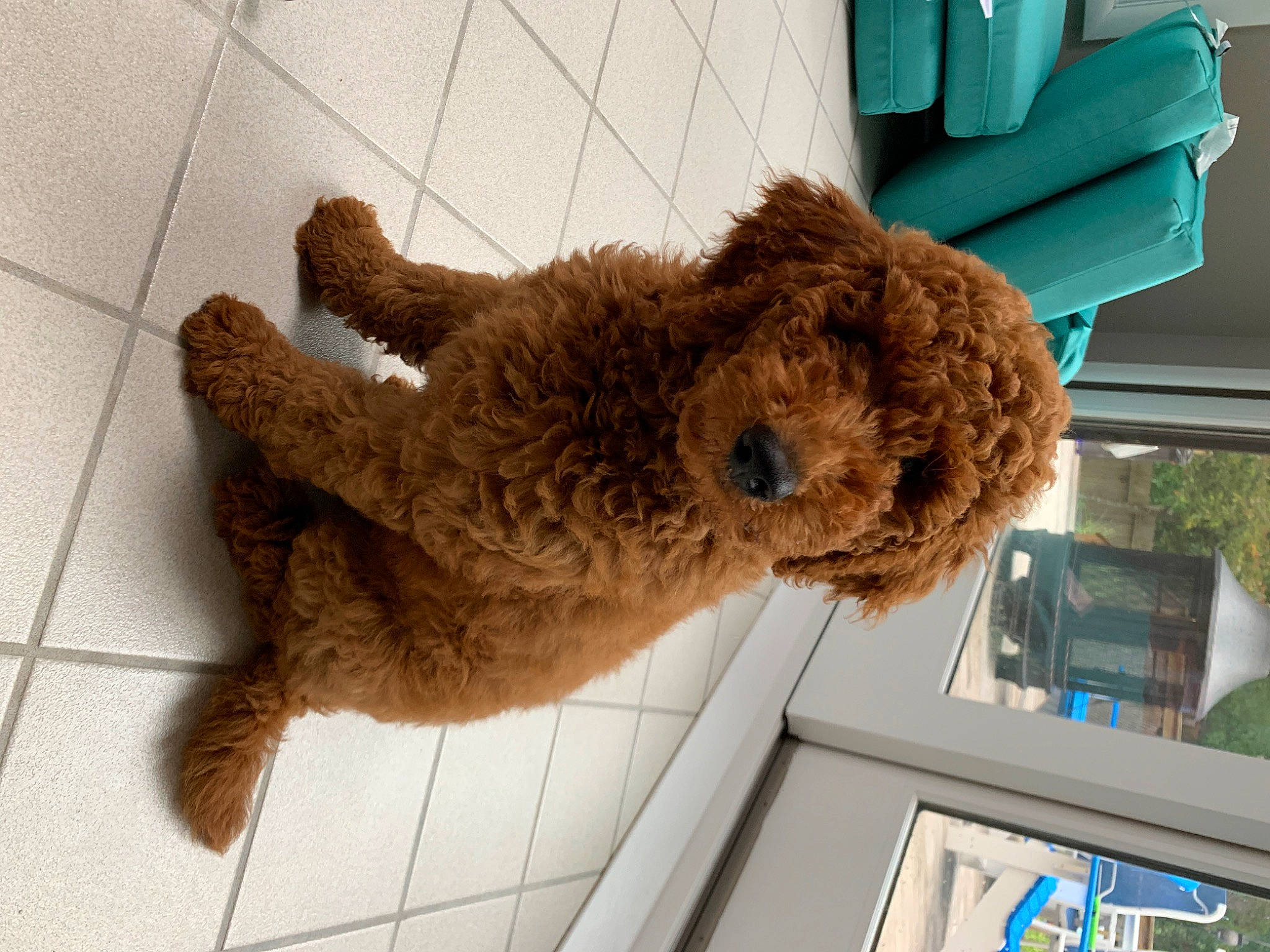 Bruno is registered to the contest to win money with this photo: barbet, canidae, carnivore, chow_chow, cockapoo, companion_dog, dog, dog_breed, goldendoodle, labradoodle, lagotto_romagnolo, miniature_poodle, non_sporting_group, poodle, puppy, spanish_water_dog, sporting_group, standard_poodle, toy_poodle, water_dog