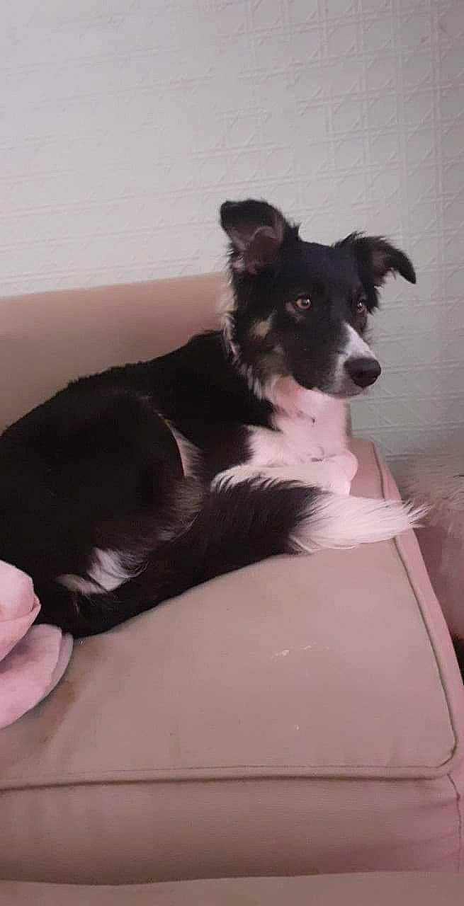 Groseille a rejoint le concours — aidez-le/la à gagner de superbes lots ! border_collie, canidae, carnivore, comfort, companion_dog, couch, dog, dog_breed, fur, herding_dog, non_sporting_group, sitting, snout, sporting_group, whiskers, working_animal, working_dog