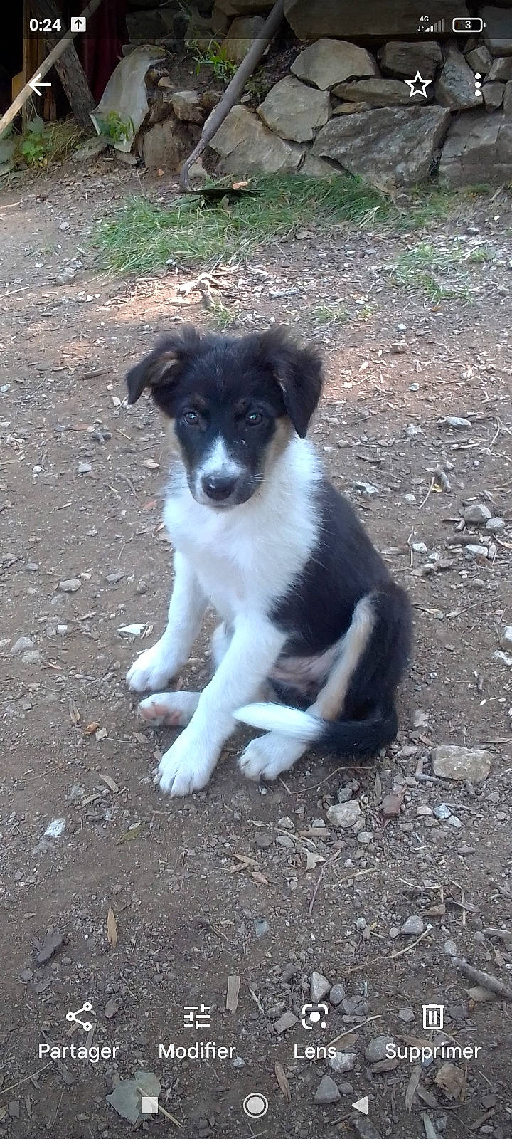 Groseille participe au concours pour gagner de l'argent avec cette photo : canidae, carnivore, companion_dog, dog, dog_breed, event, grass, herding_dog, plant, puppy, snout, soil, sporting_group, tail, terrestrial_animal, working_dog