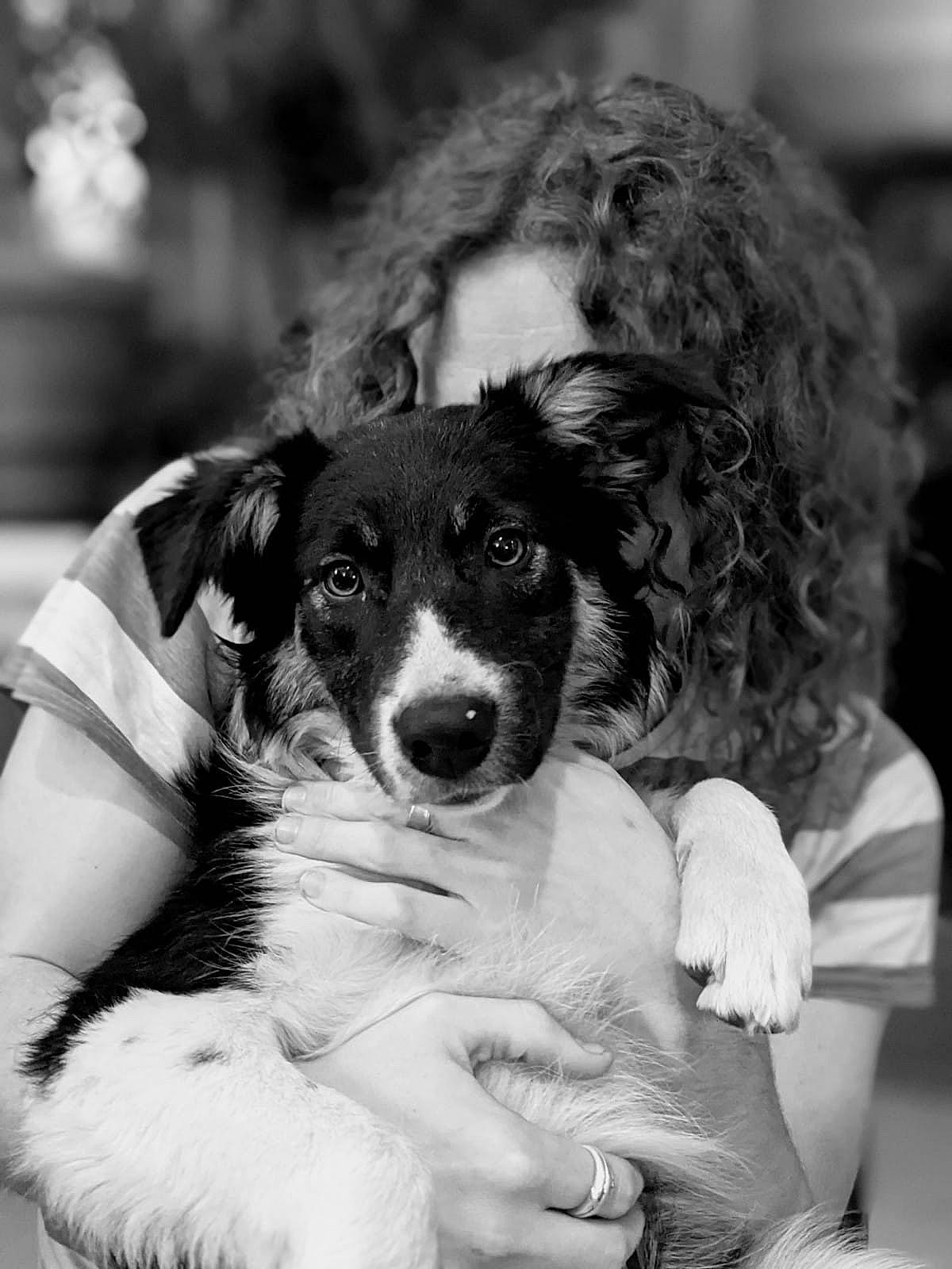 Groseille participe au concours pour gagner de l'argent avec cette photo : black, black_and_white, bored, canidae, carnivore, companion_dog, dog, dog_breed, fur, gesture, gun_dog, happy, monochrome, monochrome_photography, photography, sporting_group, style, white, working_animal, working_dog