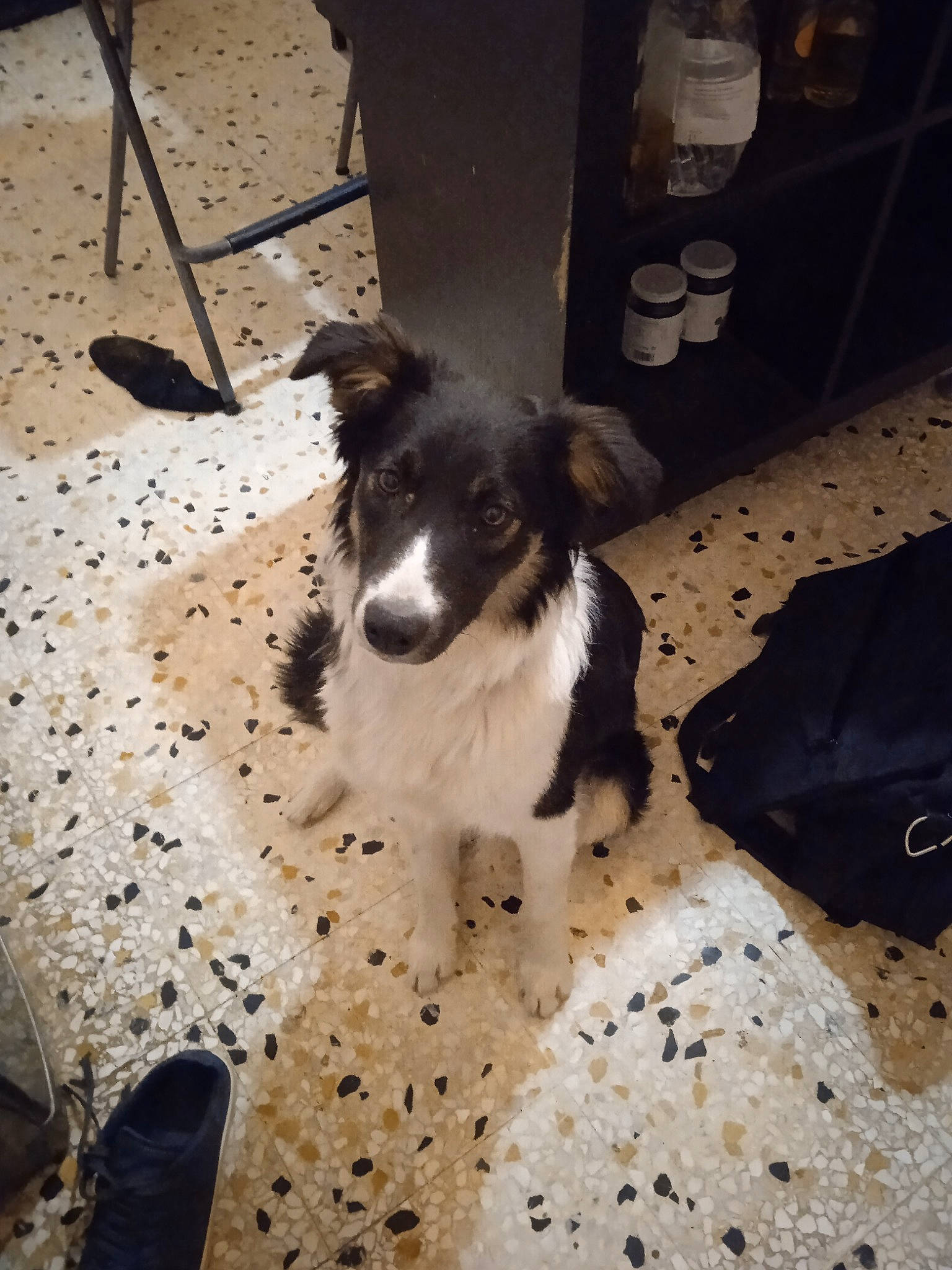 Groseille a rejoint le concours — aidez-le/la à gagner de superbes lots ! border_collie, canidae, carnivore, companion_dog, dog, dog_breed, flooring, fur, herding_dog, non_sporting_group, puppy, sandal, snout, soil, sporting_group, terrestrial_animal, whiskers, working_animal, working_dog