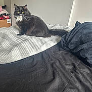 Faucet joined the competition — help win amazing prizes! cat, black_cat, white_fur, bed, blanket, indoor, pet, feline, fur, yellow_eyes, curious, resting, cozy, textured_blanket, clothes, pile, soft_fabric, domestic_animal, animal, home