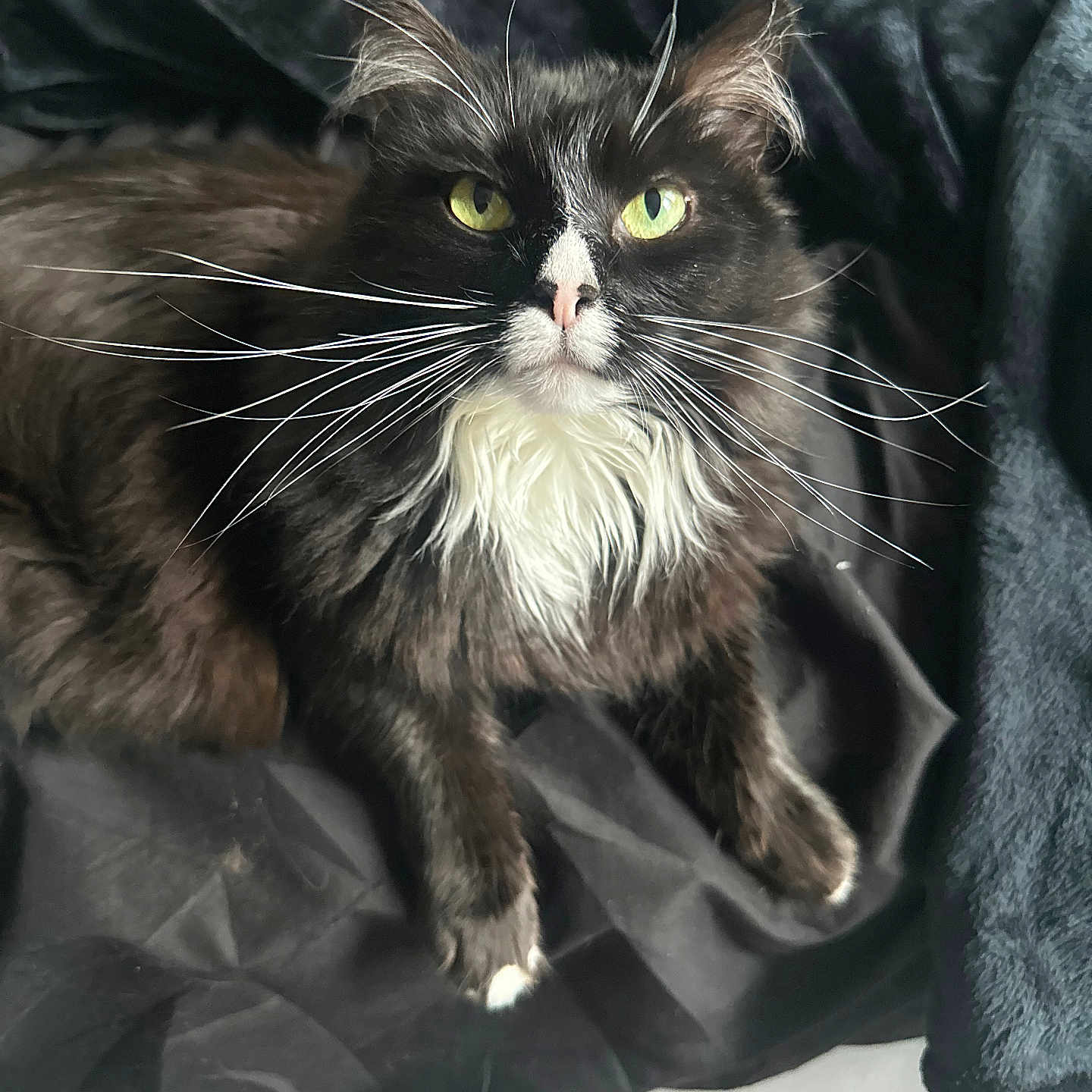 Faucet is registered to the contest to win money with this photo: animal, black_and_white, cat, closeup, cozy, cute, domestic_cat, fabric, feline, floor, fluffy, fur, green_eyes, indoor, laying, pet, portrait, relaxed, soft_light, whiskers