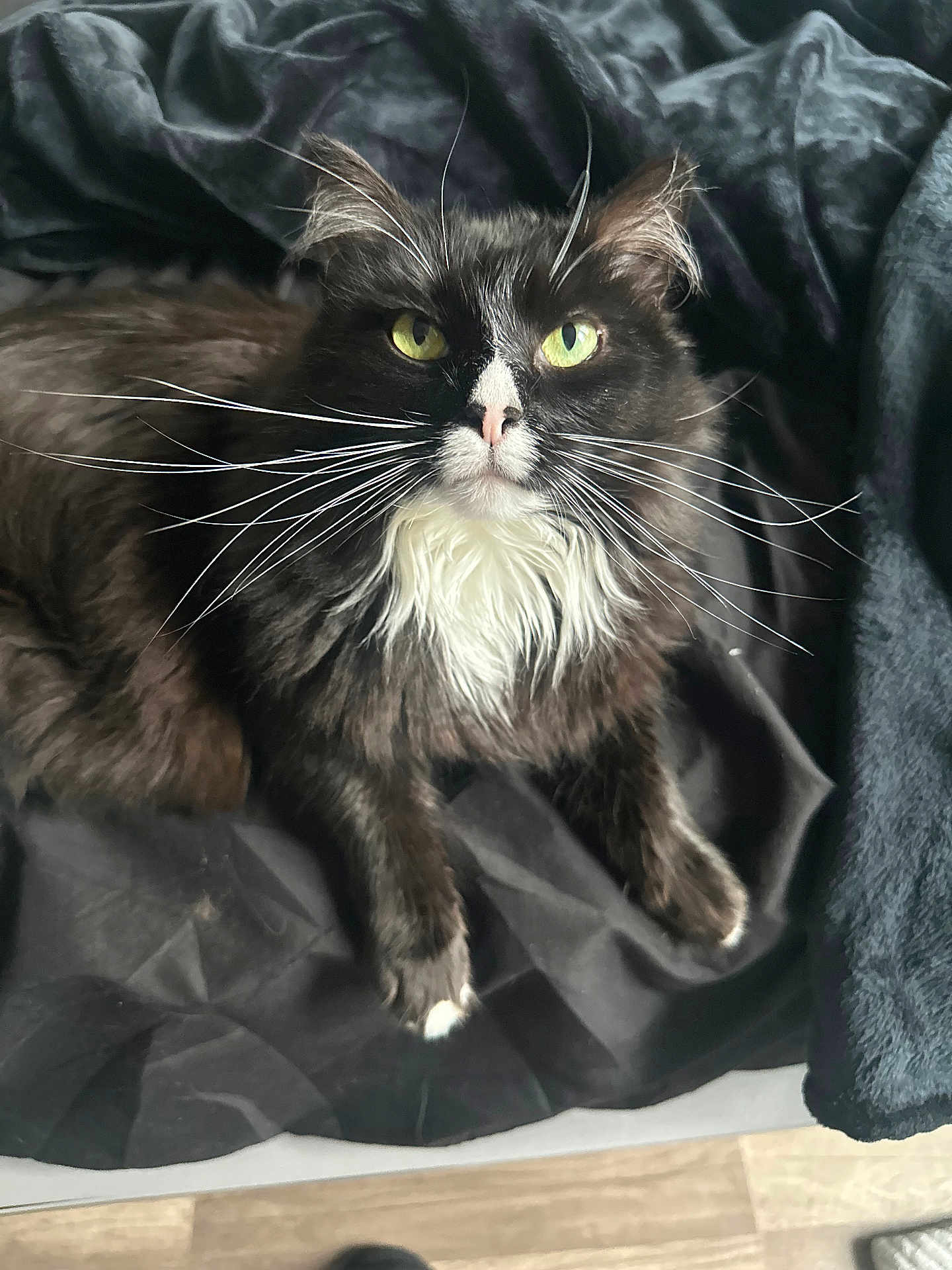 Faucet is registered to the contest to win money with this photo: cat, black_and_white, whiskers, green_eyes, fluffy, feline, pet, indoor, fabric, relaxed, portrait, fur, animal, cute, closeup, domestic_cat, laying, soft_light, floor, cozy