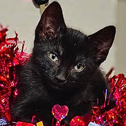 Lucinda joined the competition — help win amazing prizes! adorable, animal, black_cat, close_up, curious, cute, decorations, ears, eyes, feline, fur, holiday_decor, indoor, kitten, pet, playful, red_tinsel, shiny, tinsel, whiskers