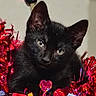 adorable, animal, black_cat, close_up, curious, cute, decorations, ears, eyes, feline, fur, holiday_decor, indoor, kitten, pet, playful, red_tinsel, shiny, tinsel, whiskers