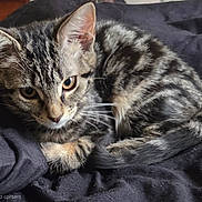 Shadow is registered to the contest to win money with this photo: kitten, tabby, cat, feline, pet, animal, cute, small, fur, whiskers, ears, eyes, resting, sleeping, blanket, cozy, indoor, closeup, young, curious