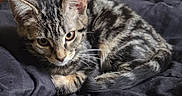 Shadow is registered to the contest to win money with this photo: animal, blanket, cat, closeup, cozy, curious, cute, ears, eyes, feline, fur, indoor, kitten, pet, resting, sleeping, small, tabby, whiskers, young