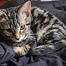 kitten, tabby, cat, feline, pet, animal, cute, small, fur, whiskers, ears, eyes, resting, sleeping, blanket, cozy, indoor, closeup, young, curious