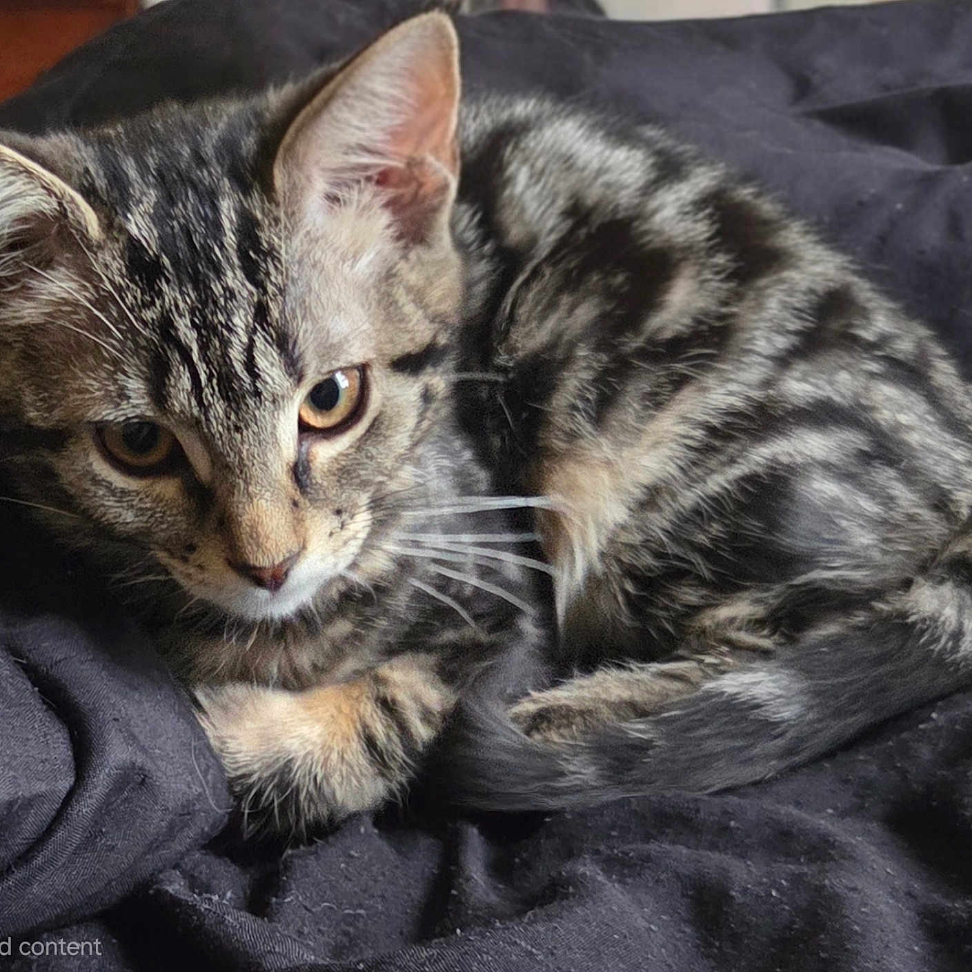 Shadow is registered to the contest to win money with this photo: kitten, tabby, cat, feline, pet, animal, cute, small, fur, whiskers, ears, eyes, resting, sleeping, blanket, cozy, indoor, closeup, young, curious