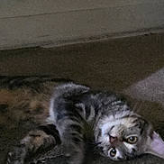 Shadow is registered to the contest to win money with this photo: animal, carpet, cat, cute, domestic, ears, eyes, feline, floor, fur, head, indoor, looking, lying_down, mammal, pet, relaxed, resting, tabby, whiskers