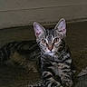 Shadow joined the competition — help win amazing prizes! animal, carpet, cat, curious, cute, domestic, ears, eyes, feline, fur, indoor, mammal, paws, pet, relaxed, resting, striped, tabby, whiskers, young