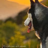 Vigo a rejoint le concours — aidez-le/la à gagner de superbes lots ! animal, blurred_background, canine, collar, dog, evening, fur, husky, muzzle, nature, outdoor, peaceful, pet, profile, scenic, serene, side_view, sunset, tongue_out, warm_light