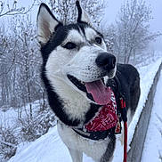 Vigo participe au concours pour gagner de l'argent avec cette photo : dog, husky, siberian_husky, snow, winter, bandana, leash, harness, tongue_out, portrait, closeup, outdoor, trees, fog, nose, ears, paws, walkway, smiling, cold_weather