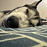 Vigo a rejoint le concours — aidez-le/la à gagner de superbes lots ! dog, husky, sleeping, close_up, resting, pet, indoor, cozy, fur, nose, face, animal, bed, blanket, pattern, blue, white, relaxation, calm, cute