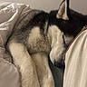 Vigo participe au concours pour gagner de l'argent avec cette photo : animal, bed, black_and_white, blanket, close_up, comfort, cozy, cute, dog, fur, fur_texture, husky, indoors, peaceful, pet, pillow, relaxation, resting, sleeping, snuggled